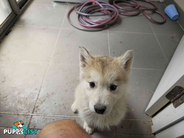 Alaskan Malamute Puppies for sale