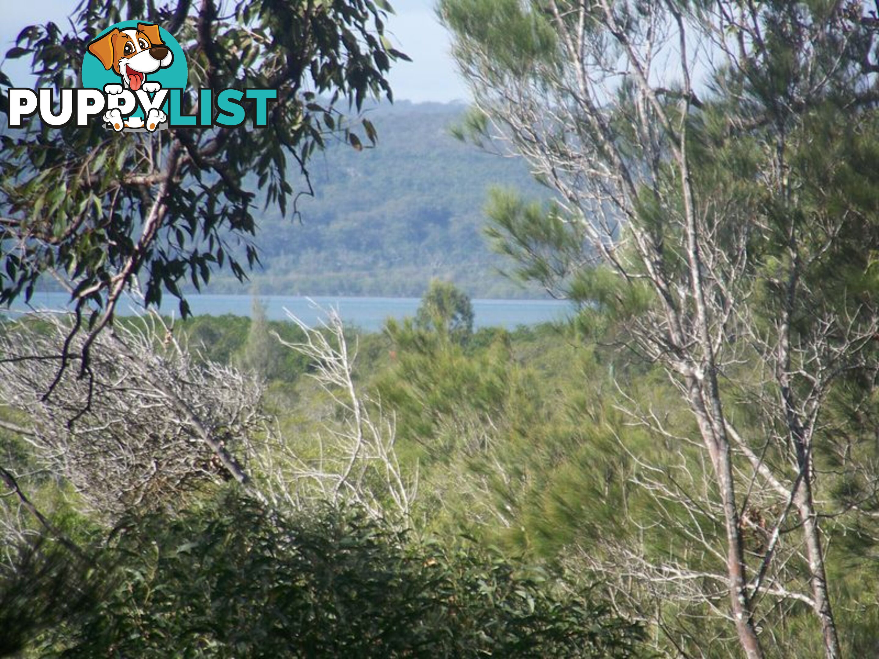 18 Piccaninny Street MACLEAY ISLAND QLD 4184