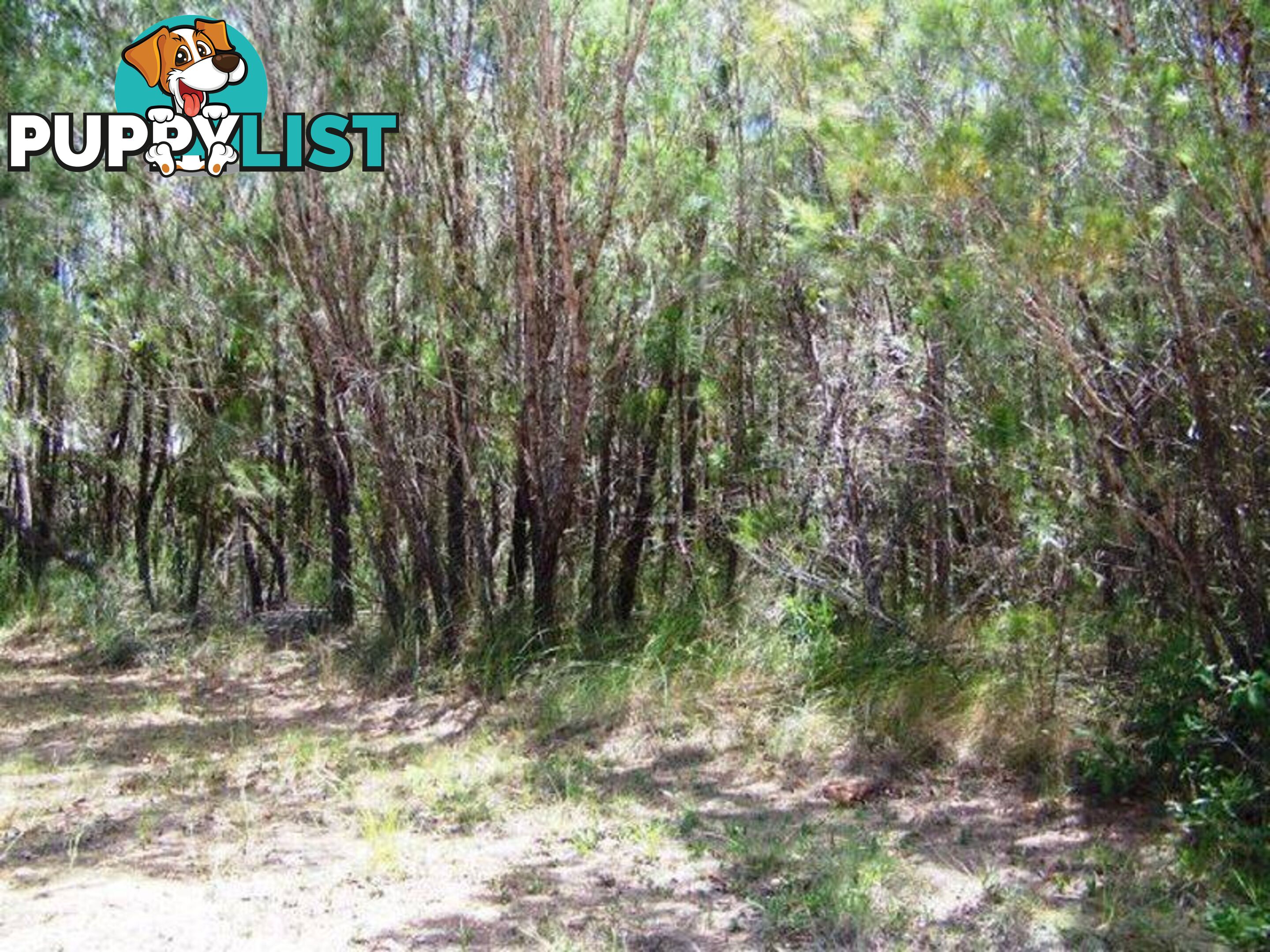 Lot 17 Belar Street LAMB ISLAND QLD 4184