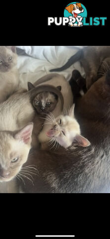 Burmese Kittens