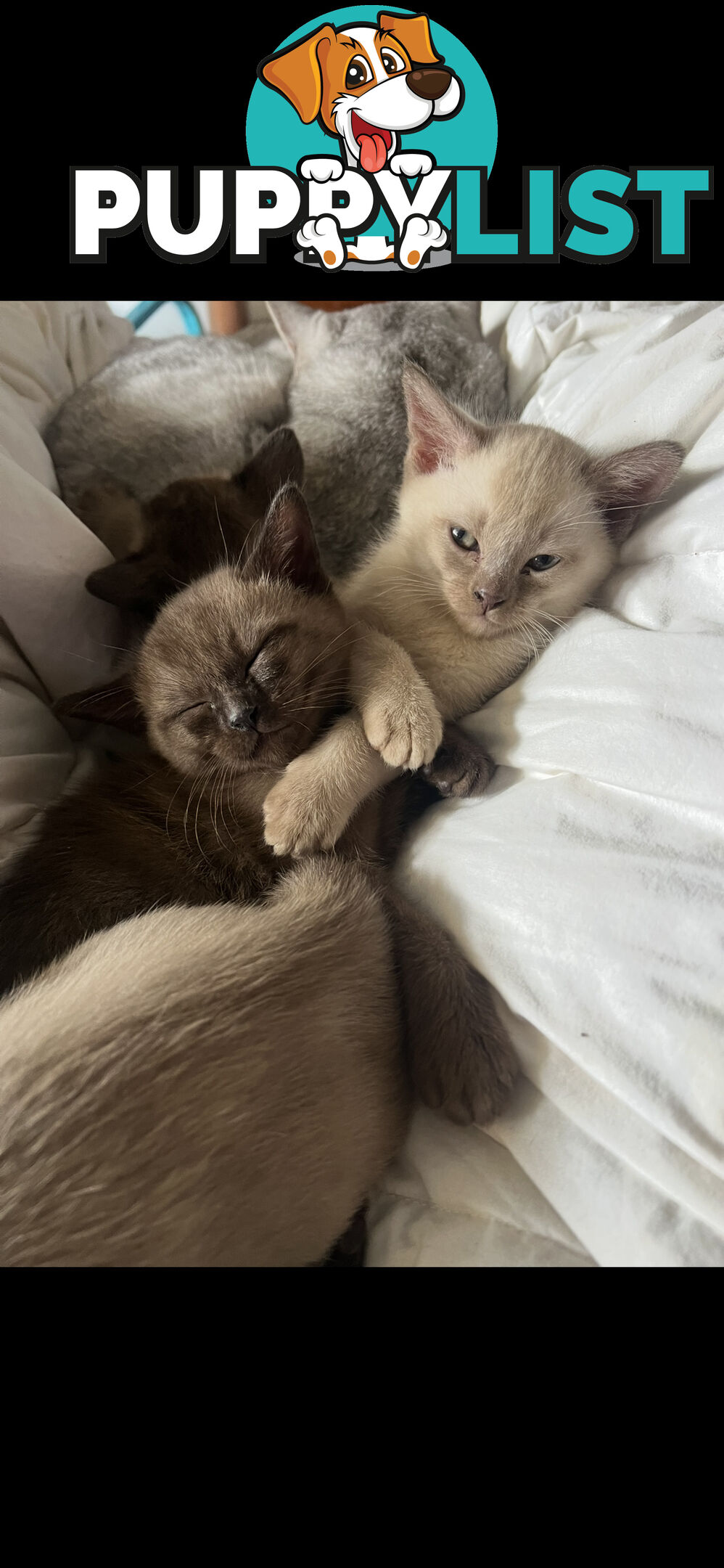 Burmese Kittens