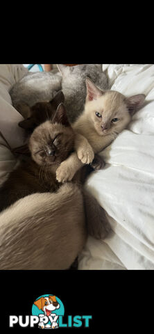 Burmese Kittens