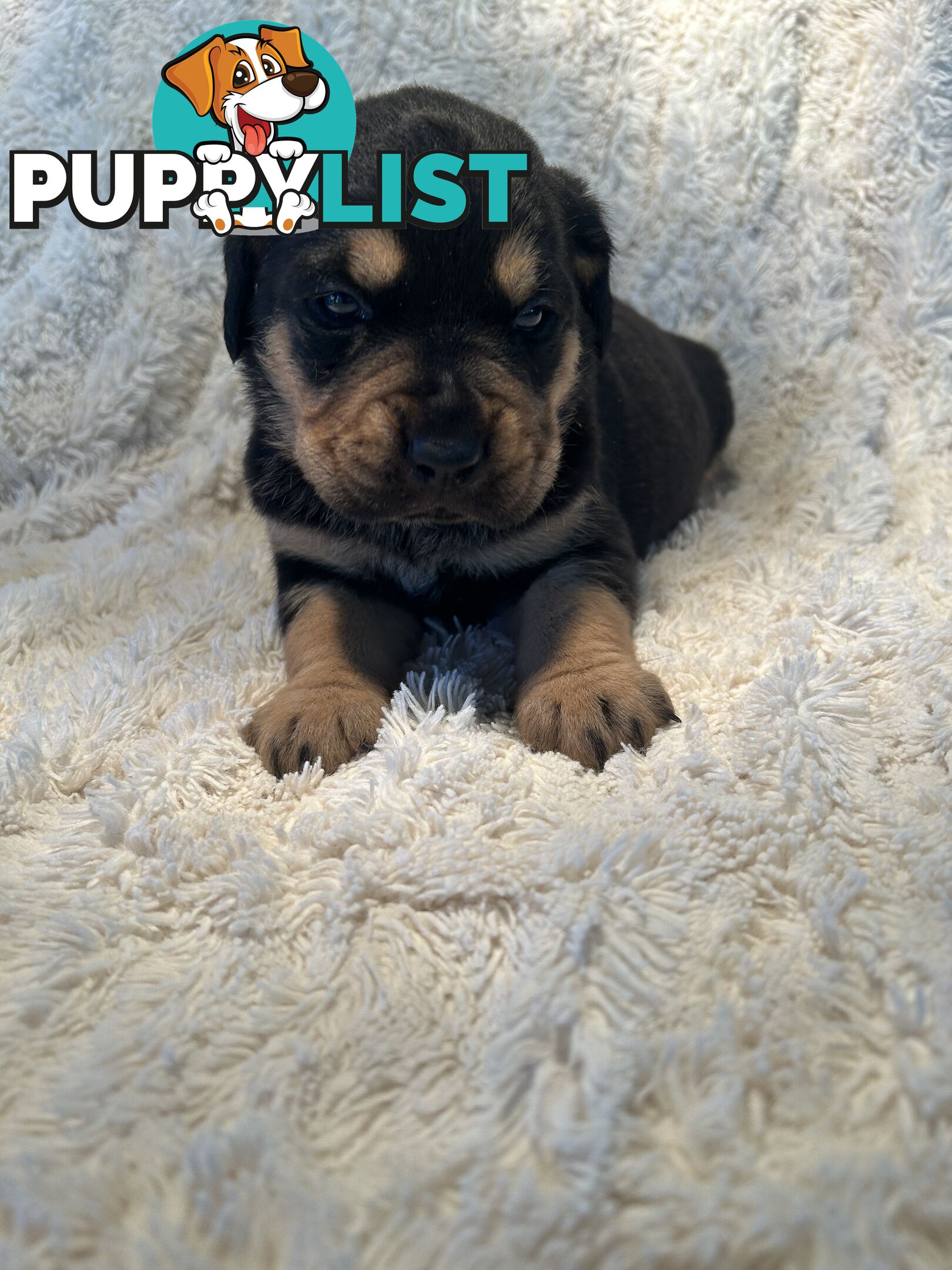 Purebred German-Line Rottweilers