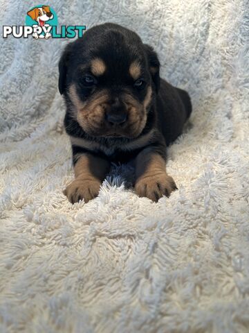 Purebred German-Line Rottweilers