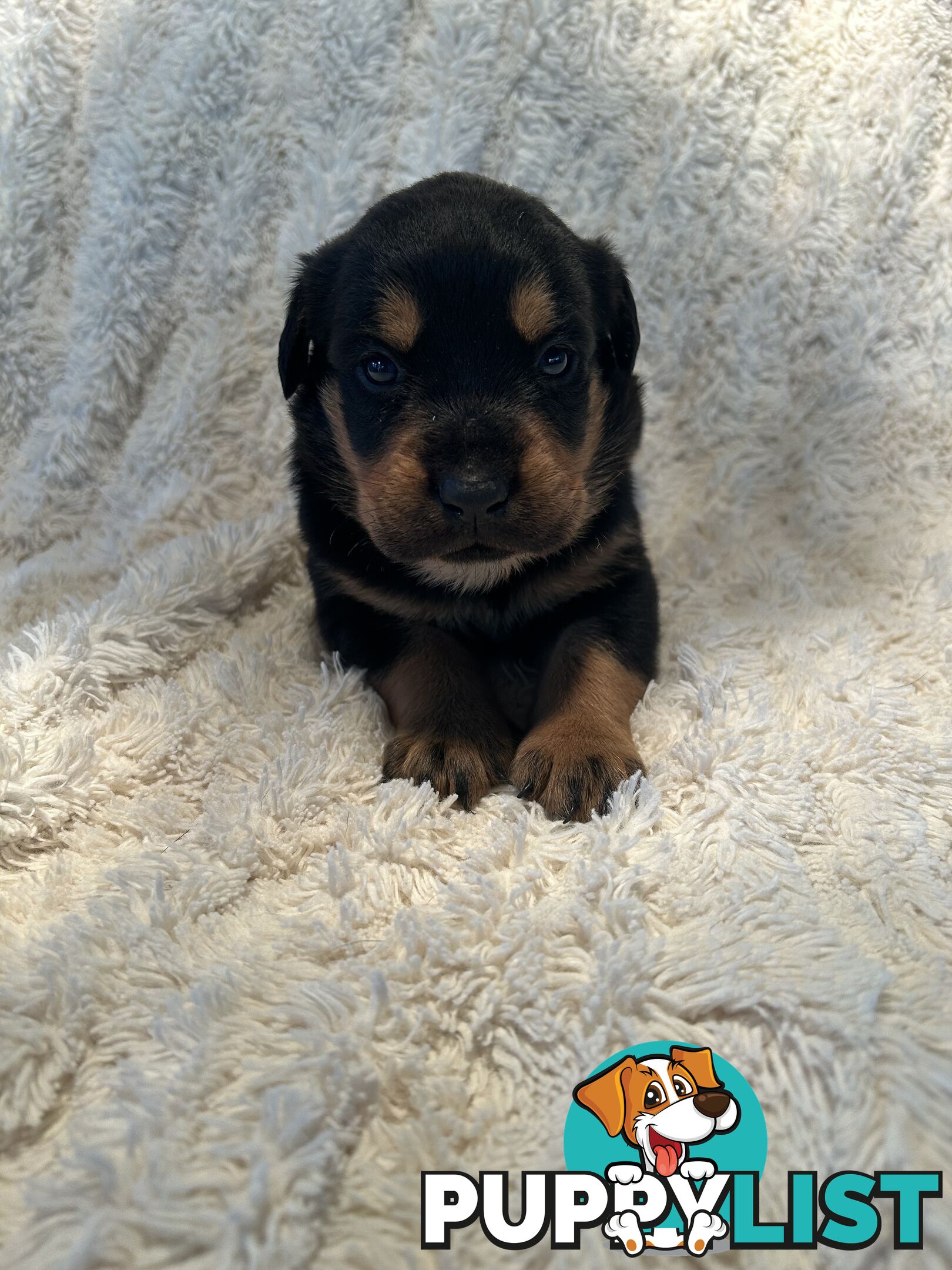 Purebred German-Line Rottweilers