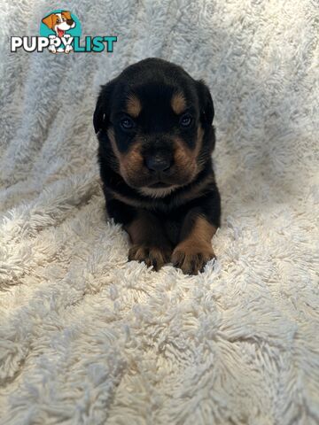Purebred German-Line Rottweilers