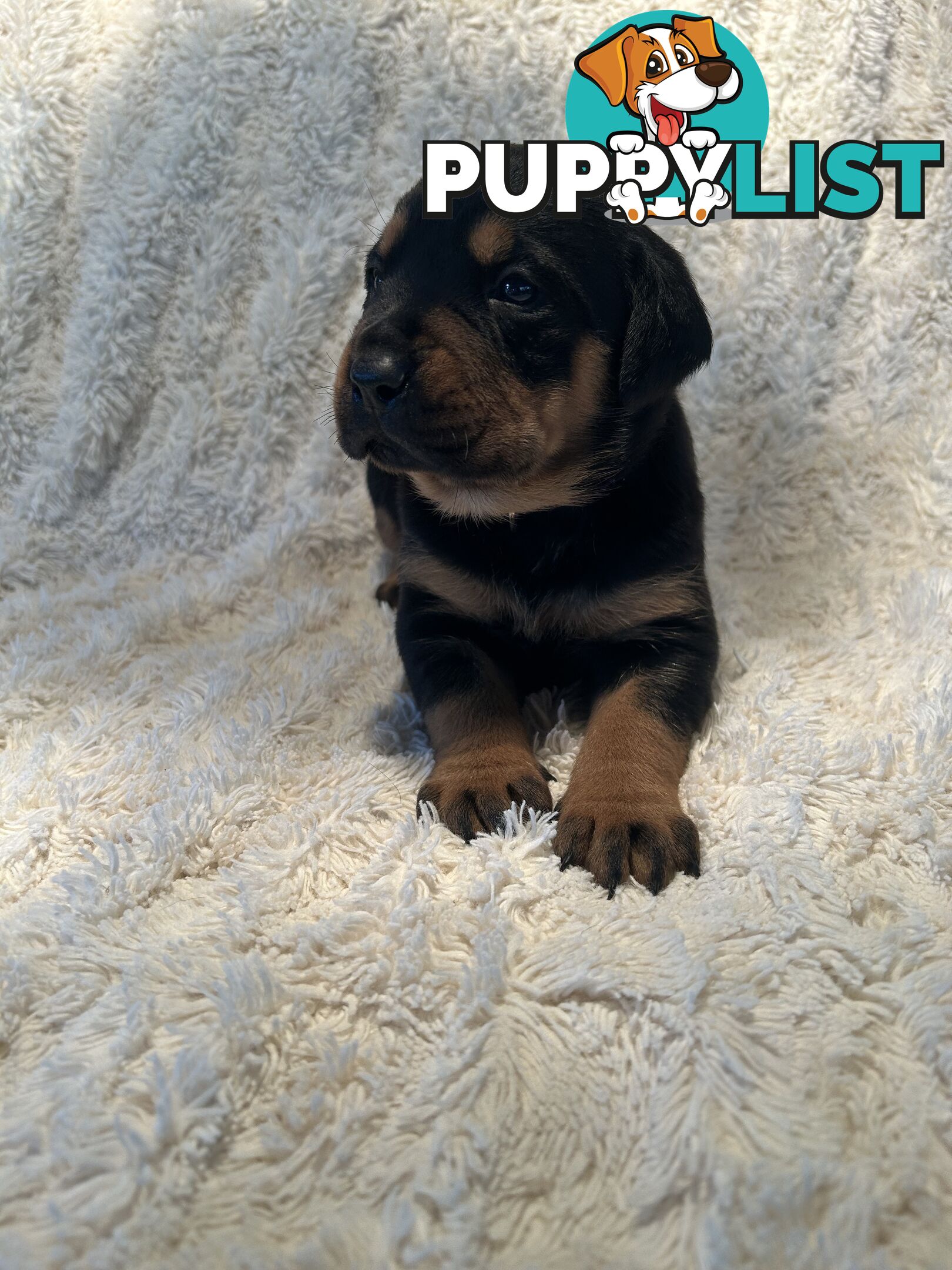 Purebred German-Line Rottweilers
