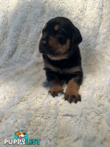 Purebred German-Line Rottweilers