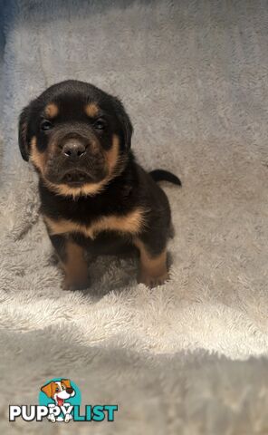 Purebred German-Line Rottweilers