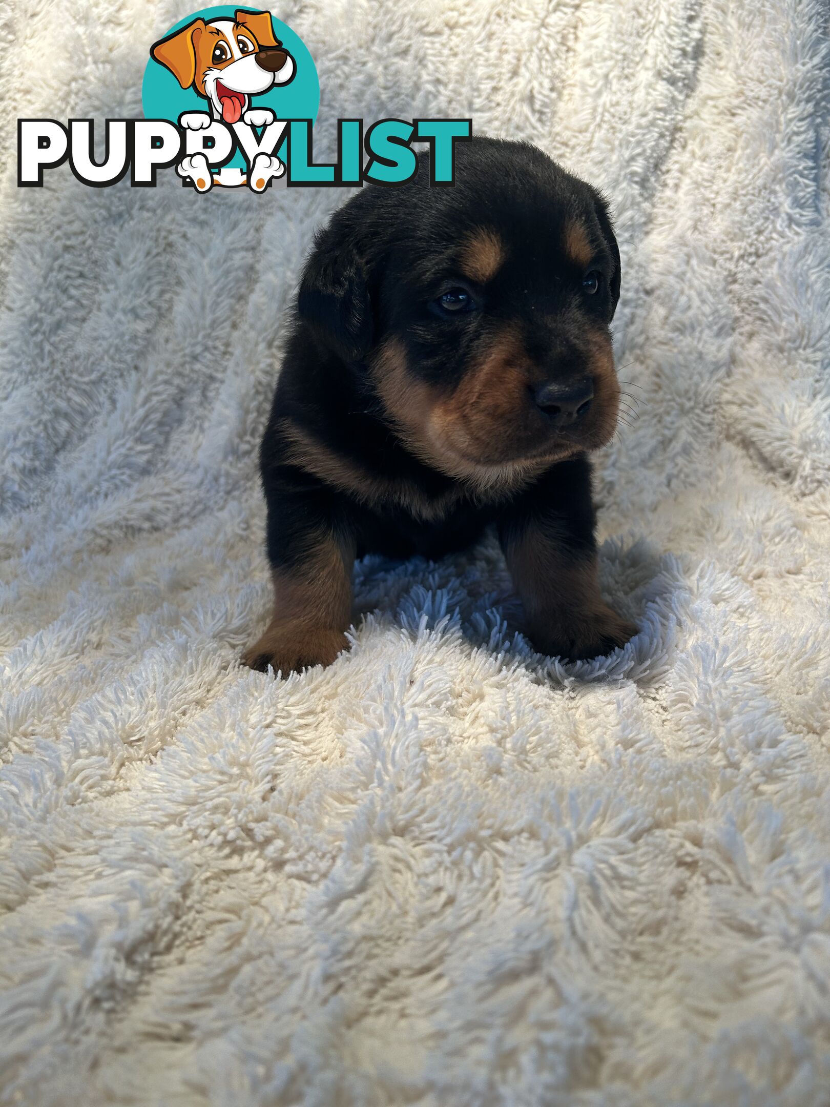 Purebred German-Line Rottweilers
