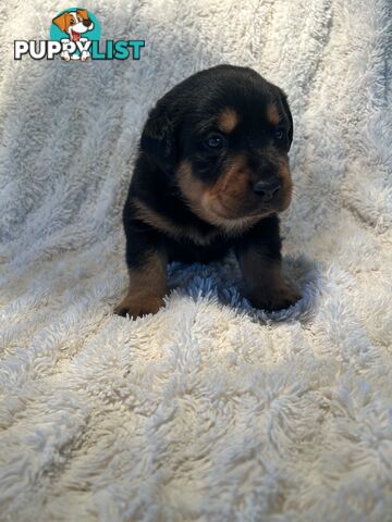 Purebred German-Line Rottweilers