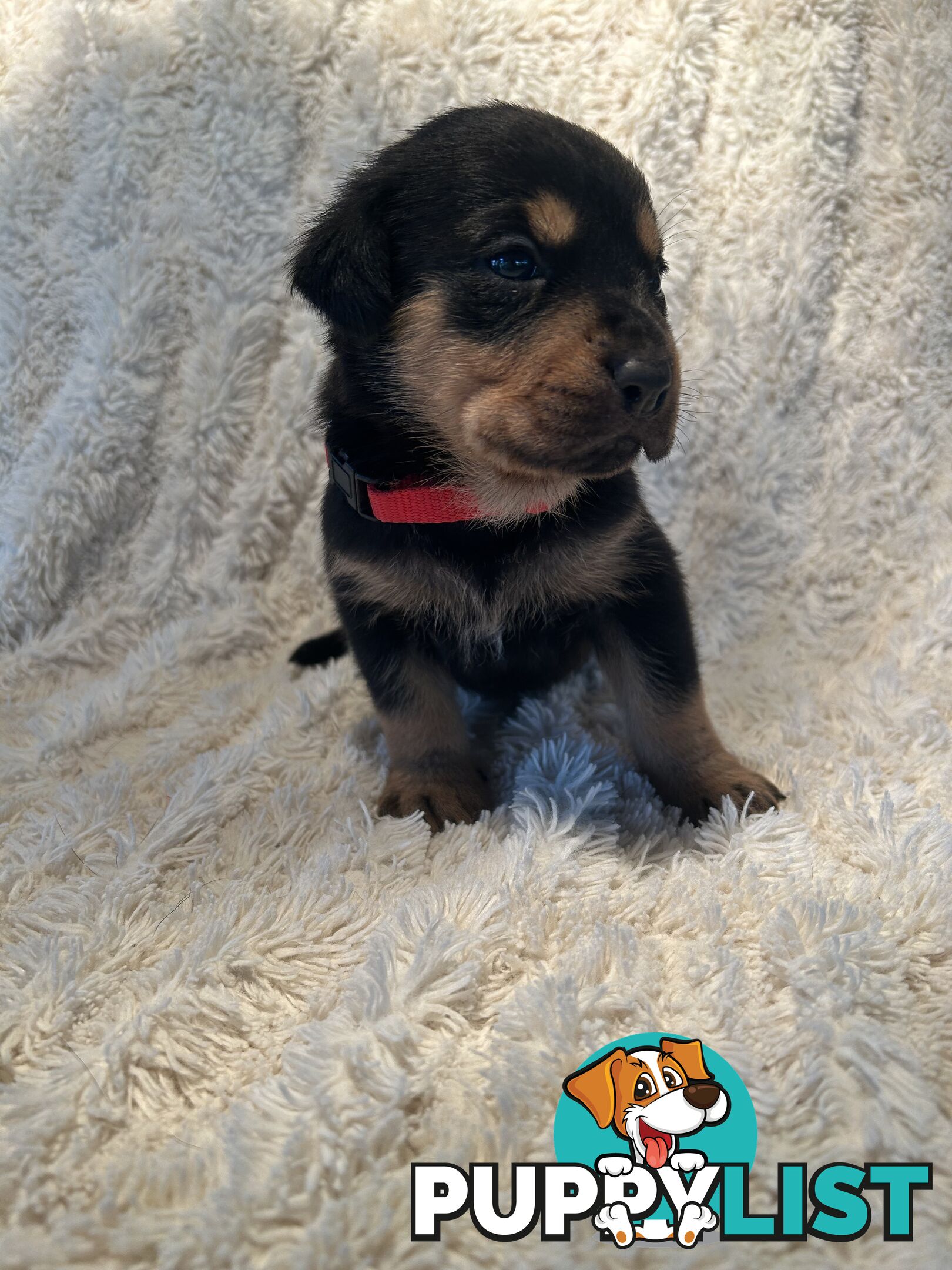 Purebred German-Line Rottweilers