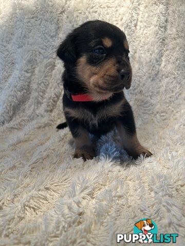 Purebred German-Line Rottweilers