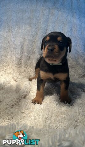 Purebred German-Line Rottweilers