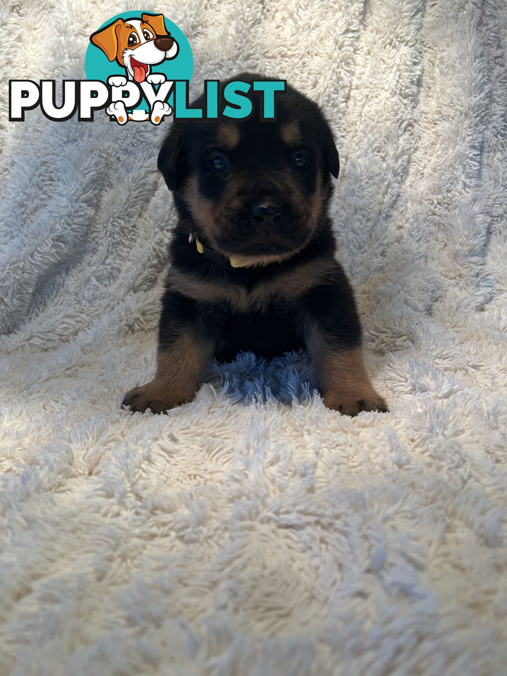 Purebred German-Line Rottweilers