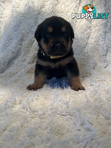 Purebred German-Line Rottweilers