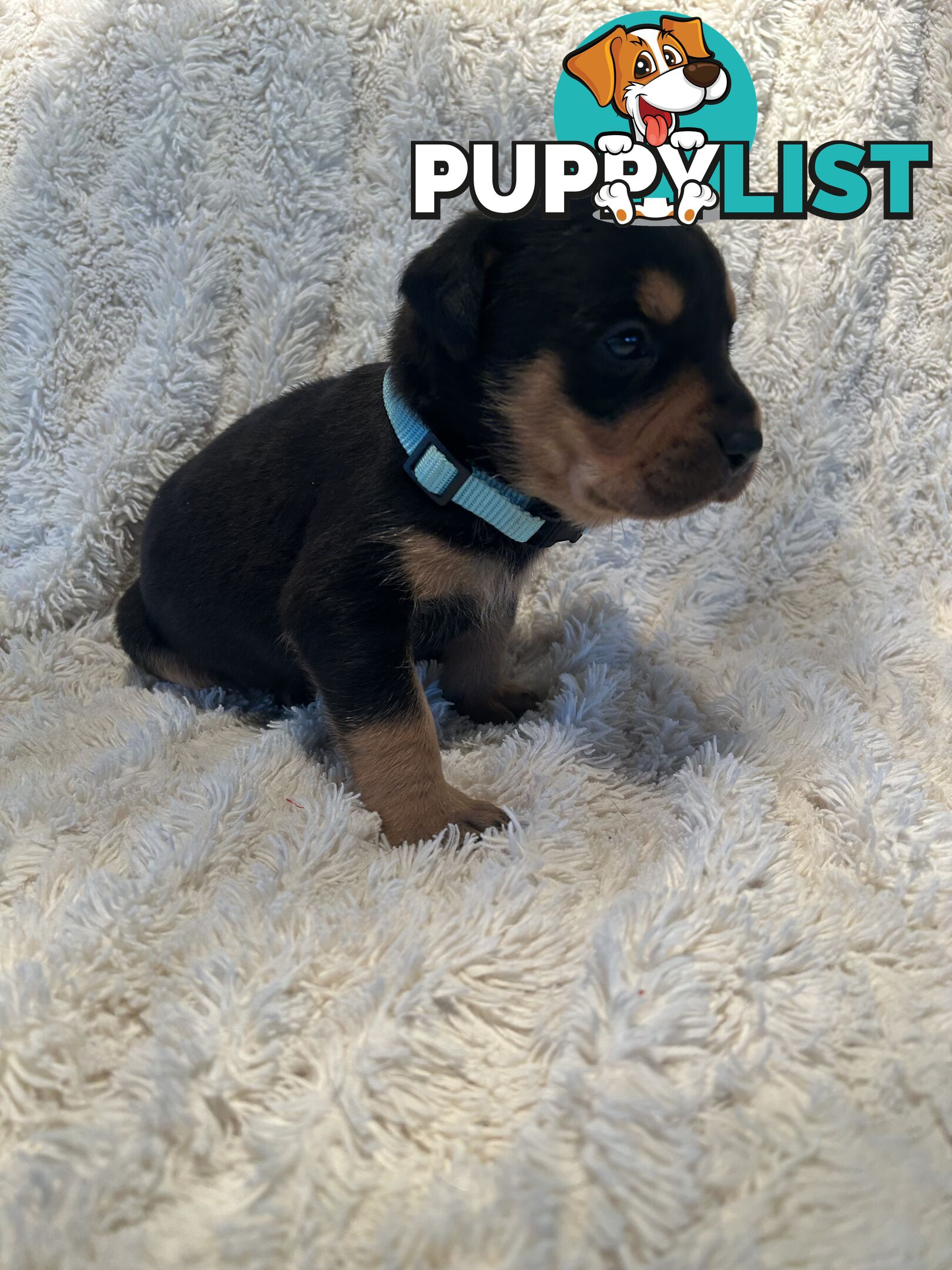 Purebred German-Line Rottweilers