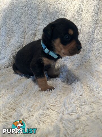 Purebred German-Line Rottweilers