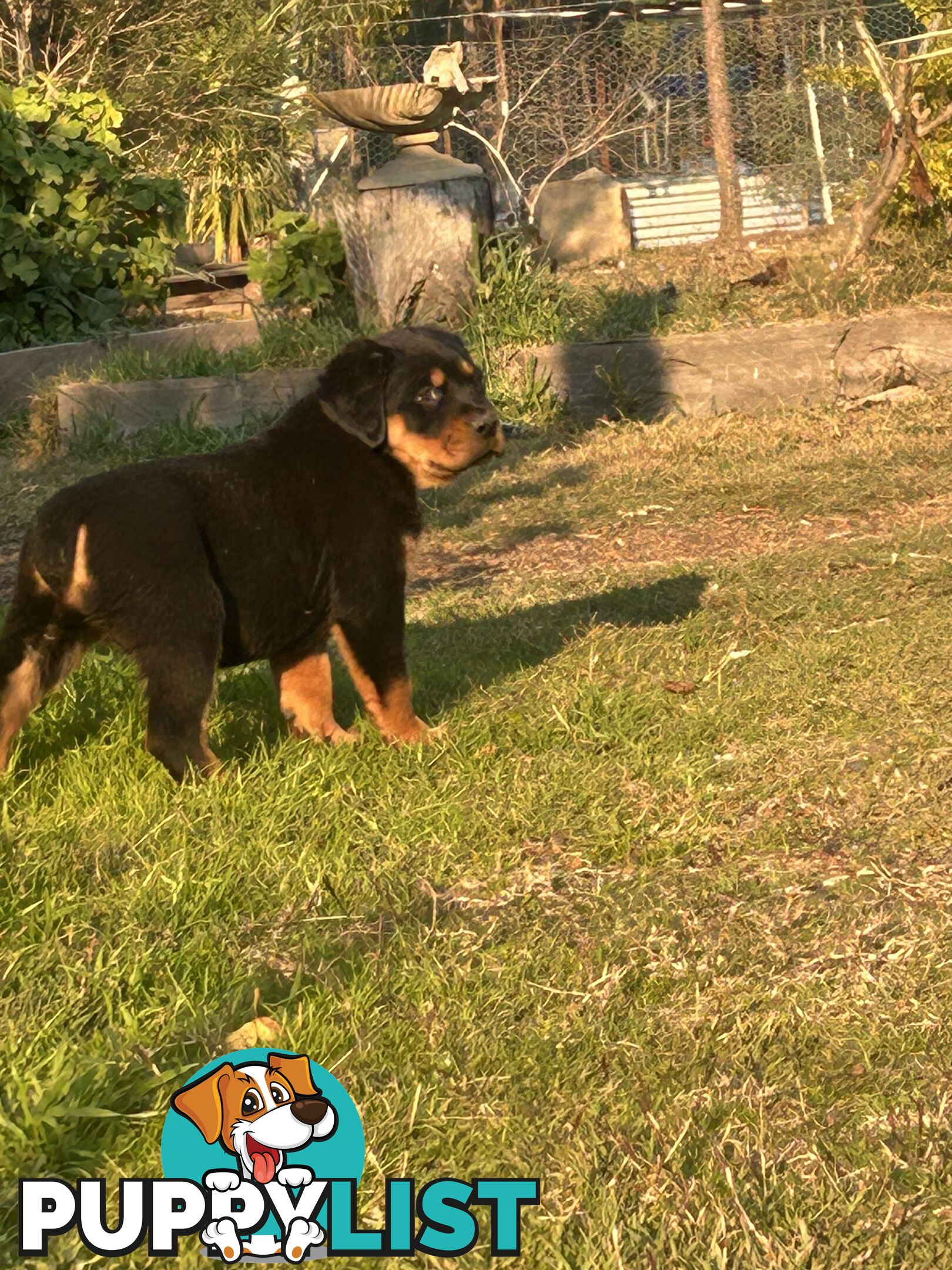Purebred German-Line Rottweilers Bobtail & Long