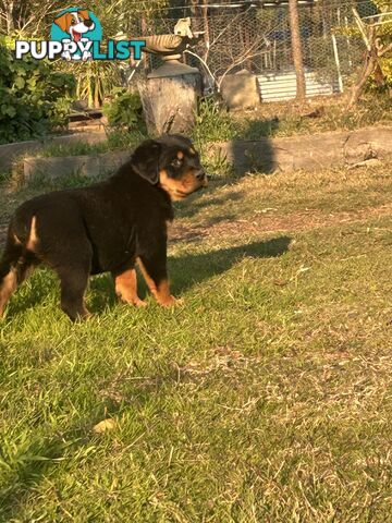 Purebred German-Line Rottweilers