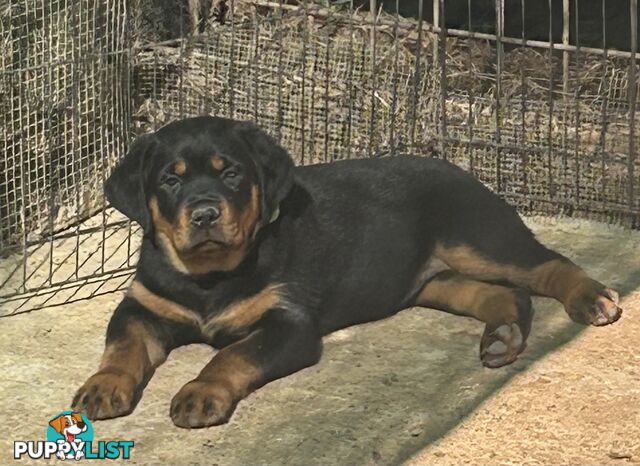 Purebred German-Line Rottweilers Bobtail & Long