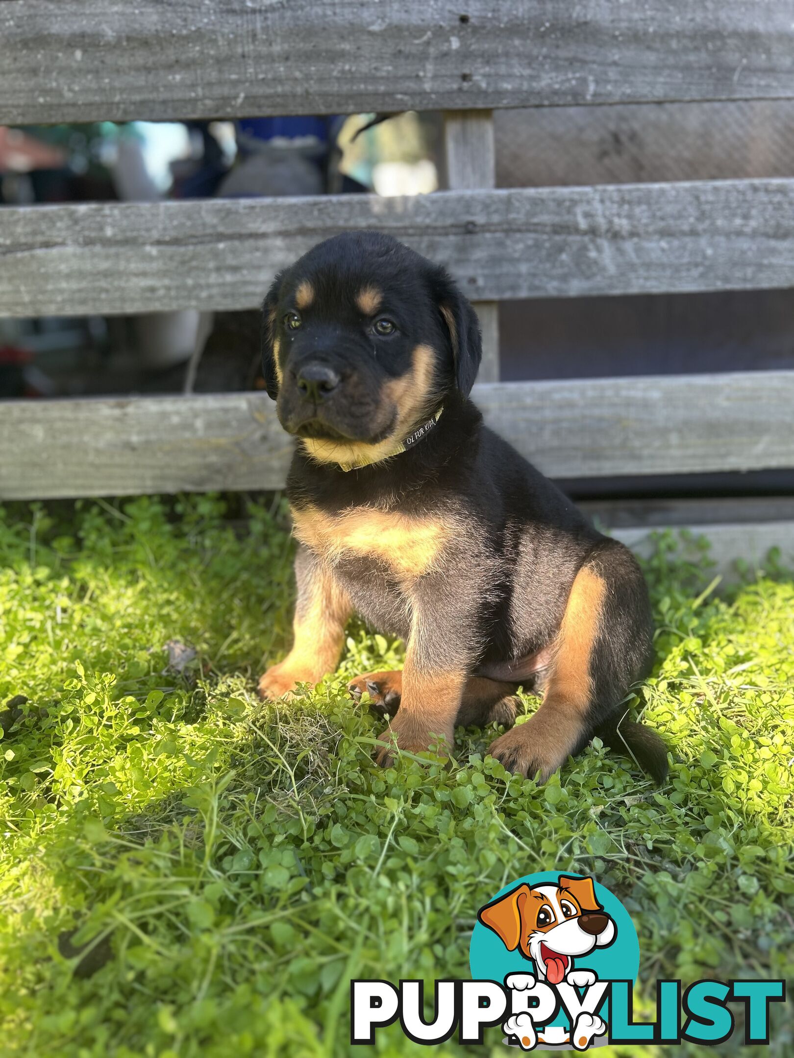 Purebred German-Line Rottweilers Bobtail & Long