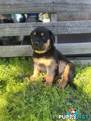 Purebred German-Line Rottweilers Bobtail & Long