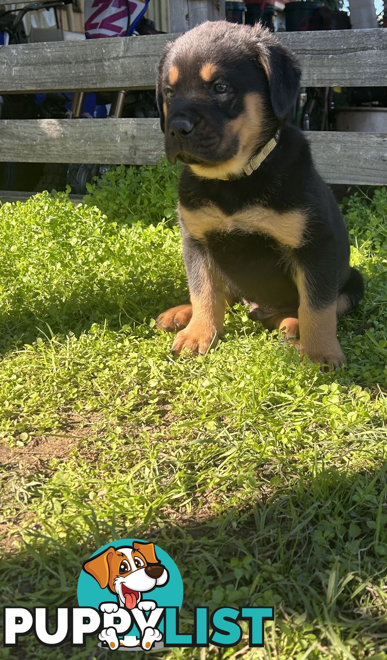 Purebred German-Line Rottweiler Longtail Male