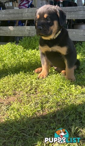 Purebred German-Line Rottweiler Longtail Male