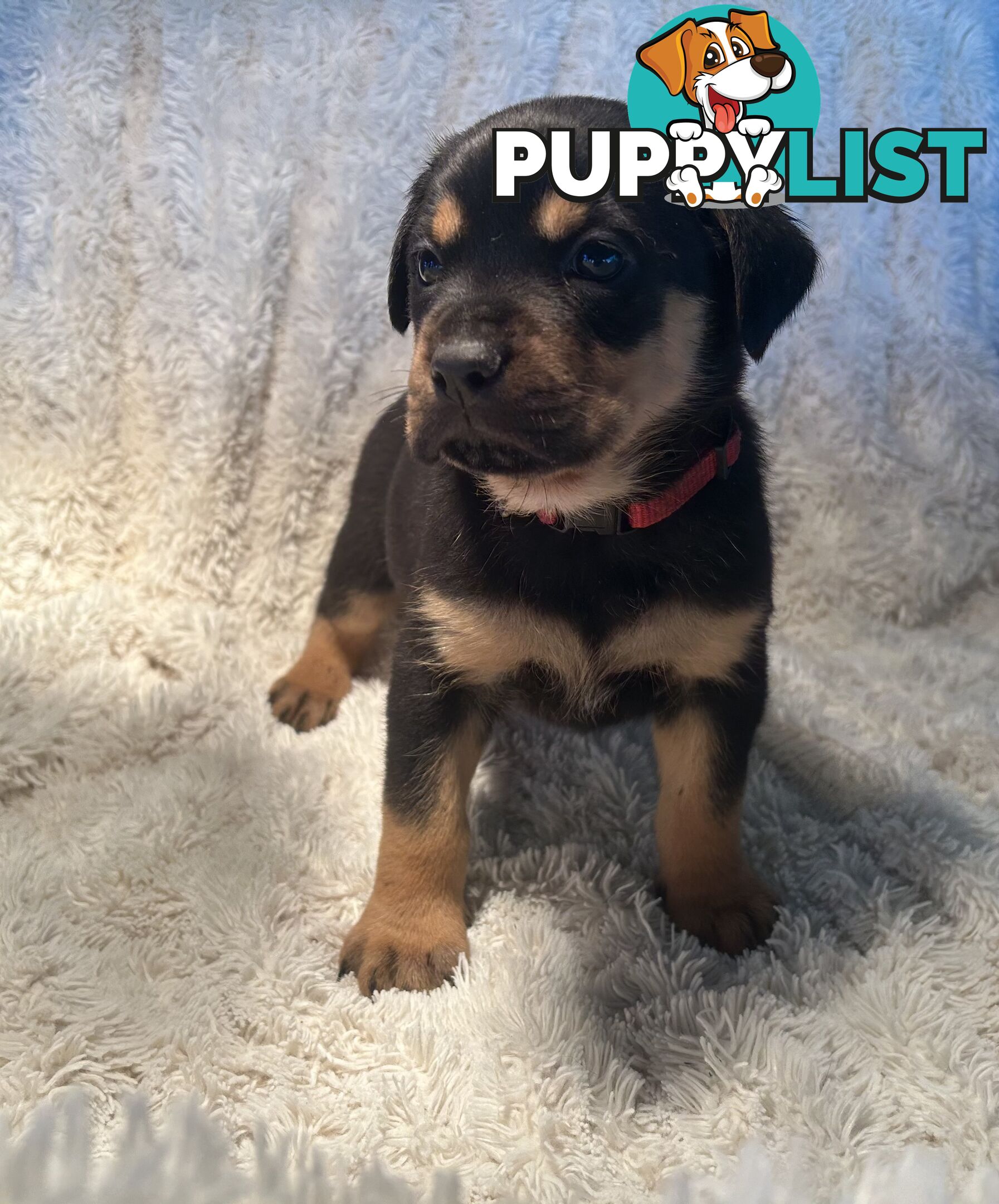 Purebred German-Line Rottweilers Bobtail & Long