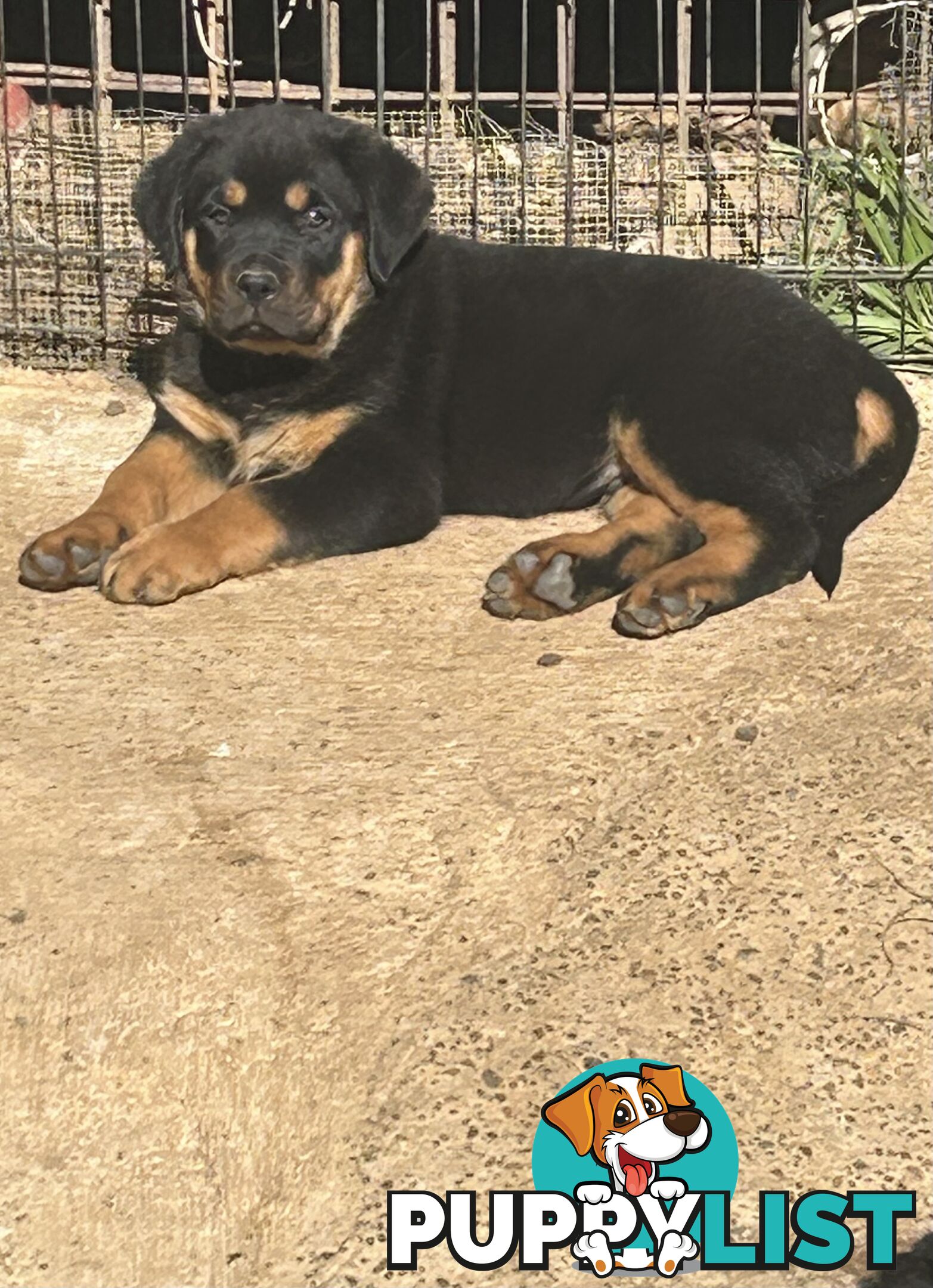 Purebred German-Line Rottweiler Longtail Male