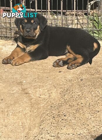 Purebred German-Line Rottweilers Bobtail &amp; Long