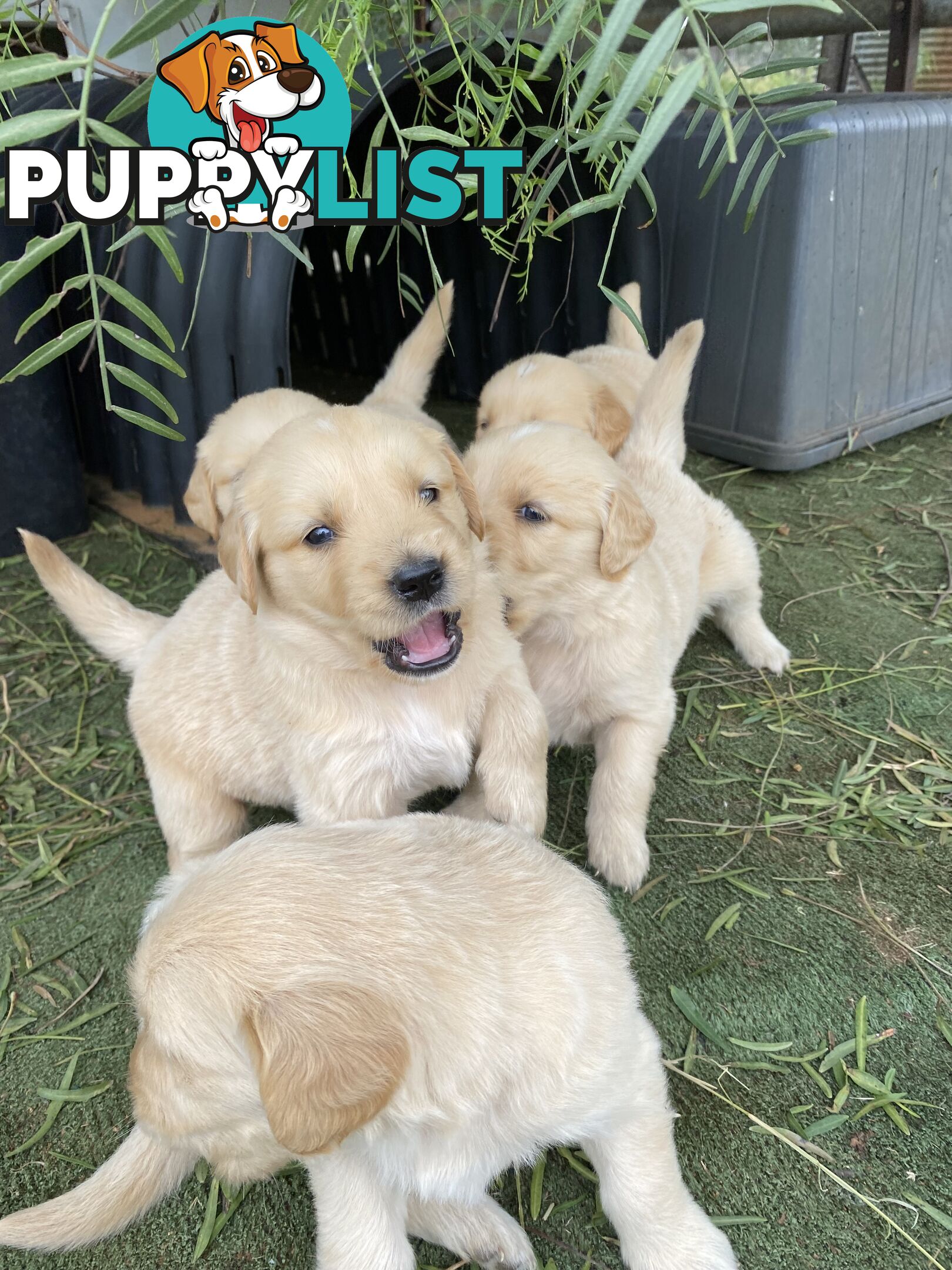 Purebred Golden Retrievers Imported Blood Line