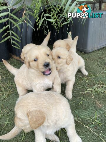 Purebred Golden Retrievers Imported Blood Line