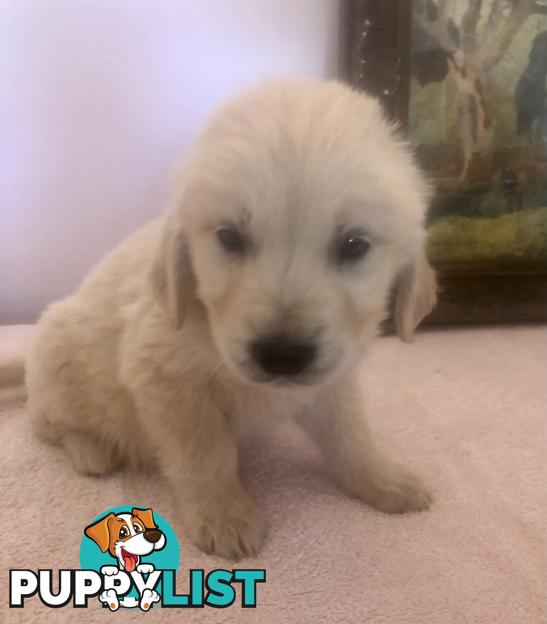 Purebred Golden Retrievers Imported Blood Line