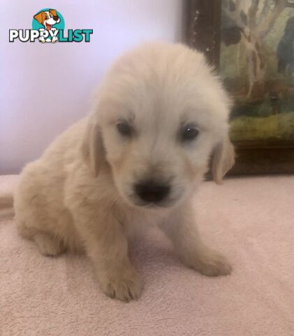 Purebred Golden Retrievers Imported Blood Line