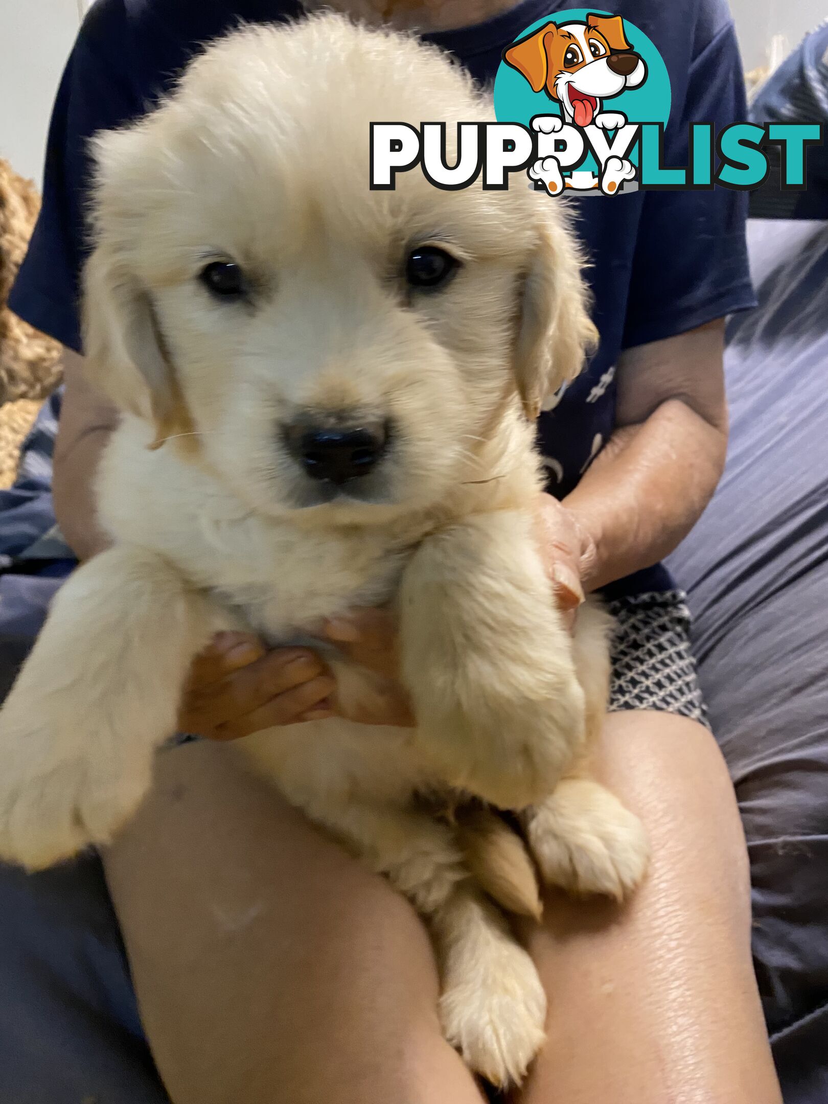 Purebred Golden Retrievers Imported Blood Line