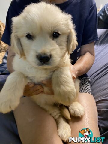 Purebred Golden Retrievers Imported Blood Line