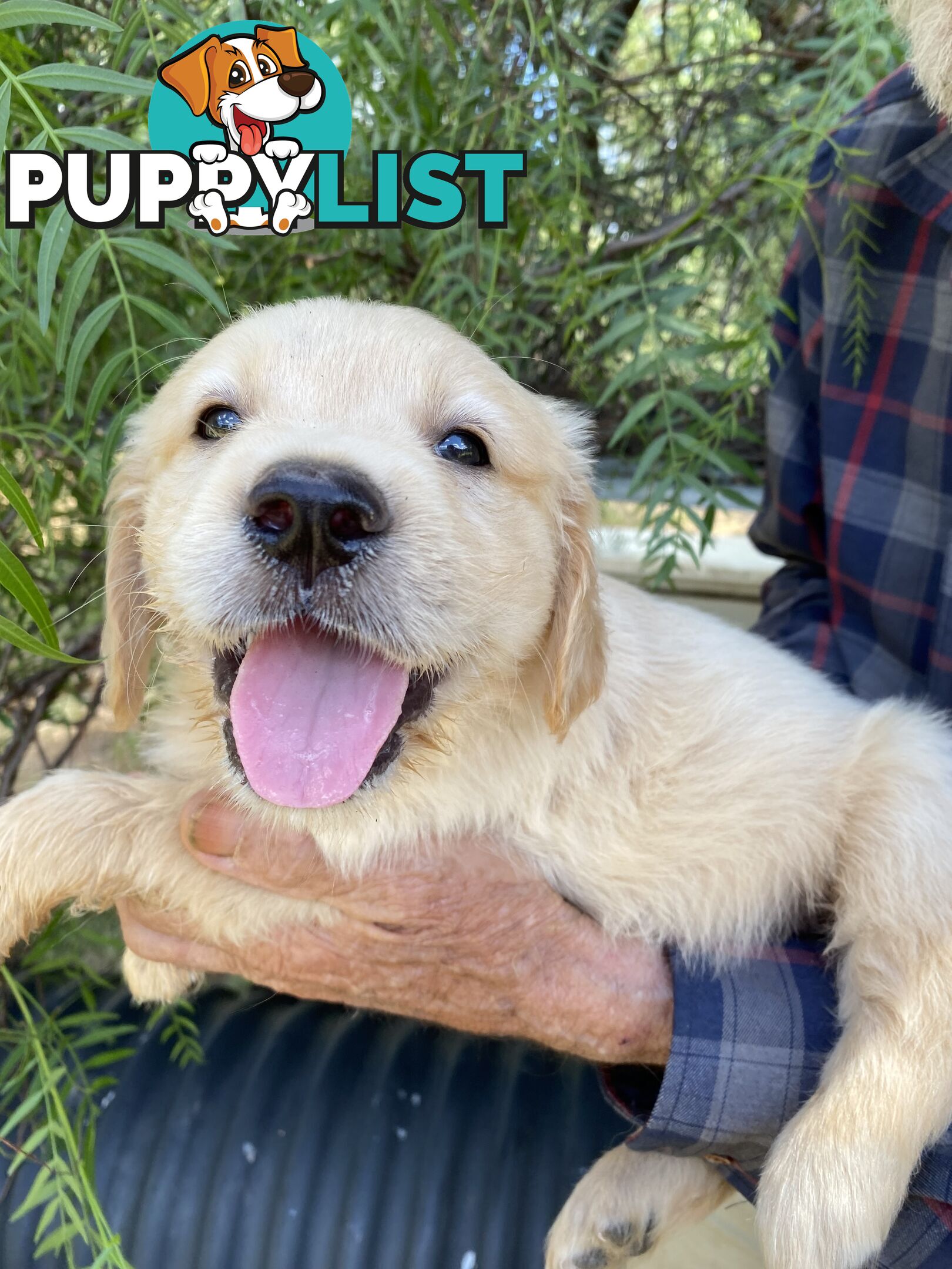 Purebred Golden Retrievers Imported Blood Line