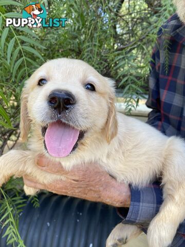 Purebred Golden Retrievers Imported Blood Line