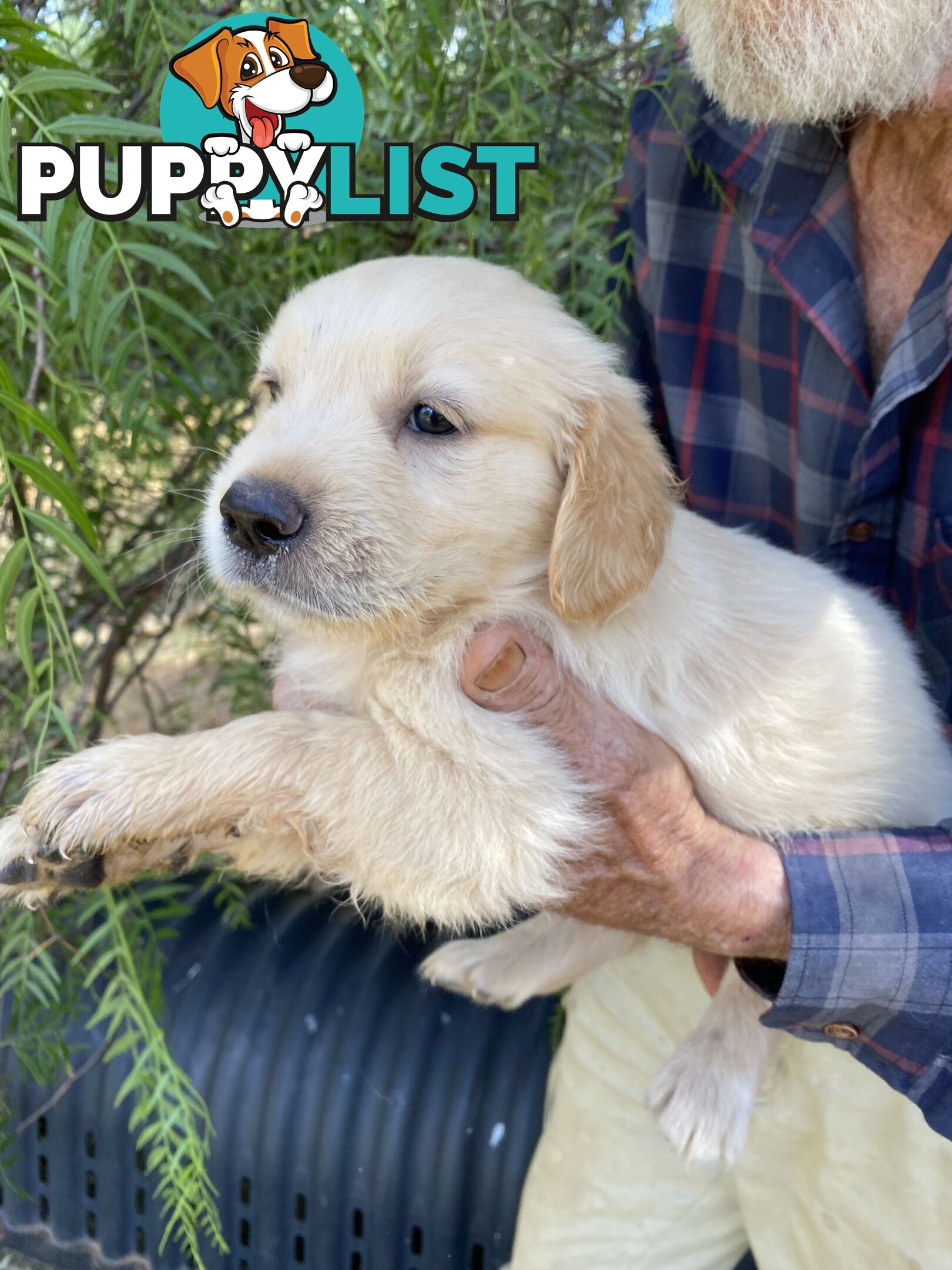 Purebred Golden Retrievers Imported Blood Line