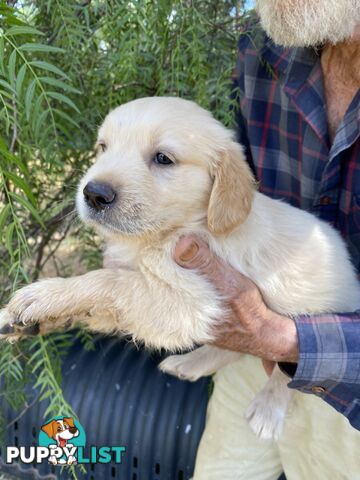 Purebred Golden Retrievers Imported Blood Line