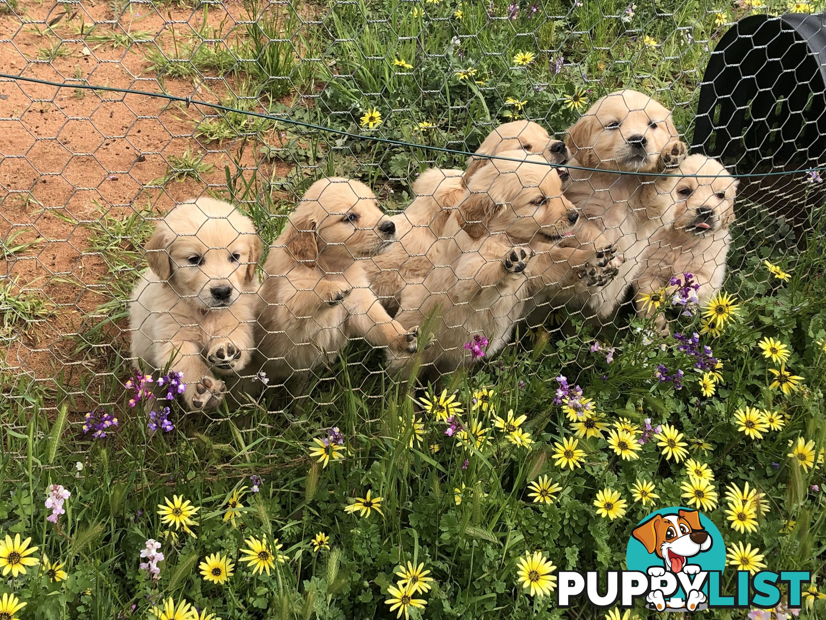 Purebred Golden Retrievers Imported Blood Line