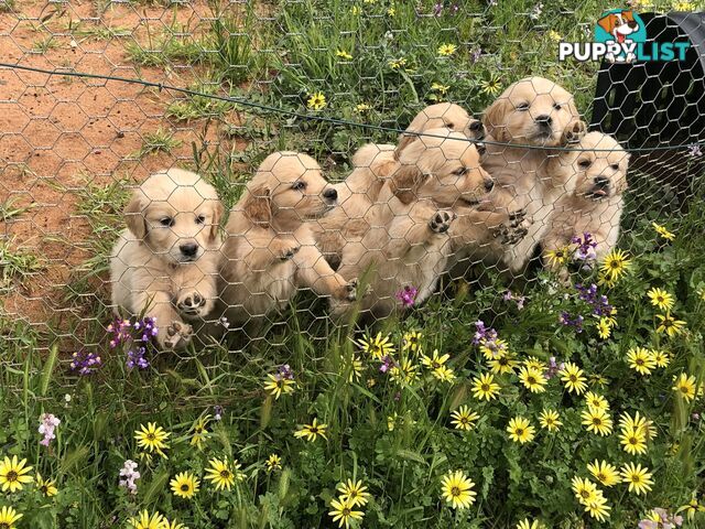 Purebred Golden Retrievers Imported Blood Line