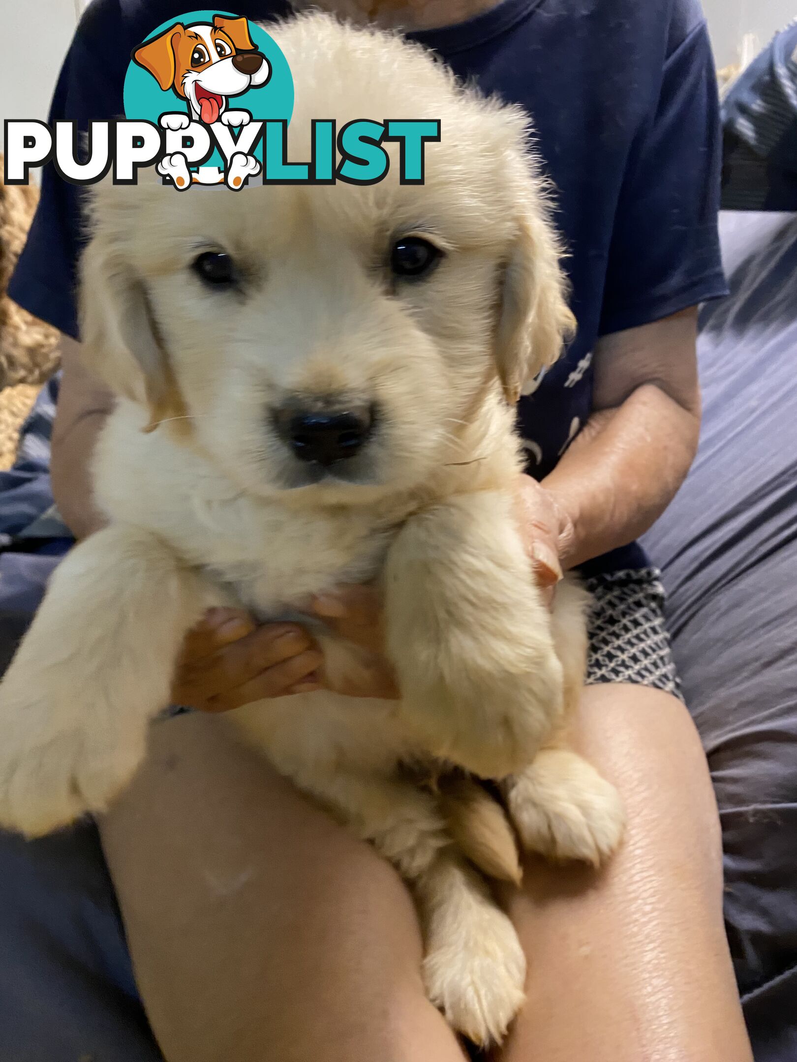Purebred Golden Retrievers Imported Blood Line