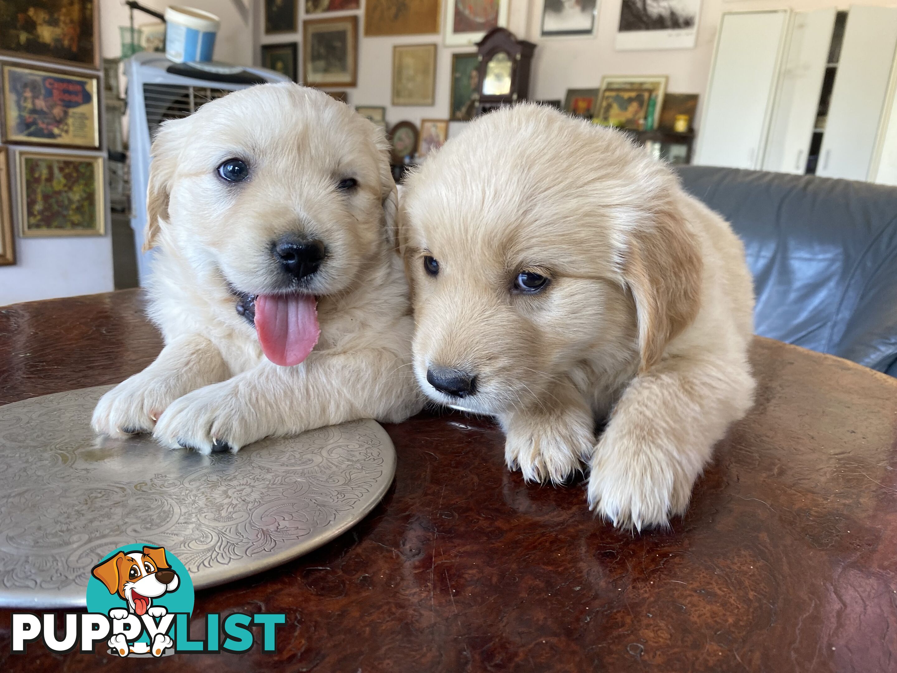 Purebred Golden Retrievers Imported Blood Line