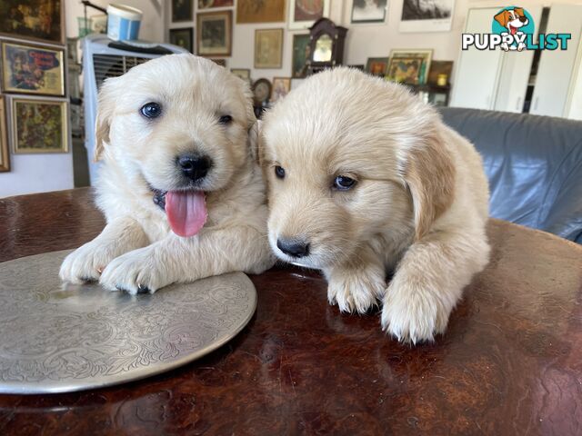 Purebred Golden Retrievers Imported Blood Line