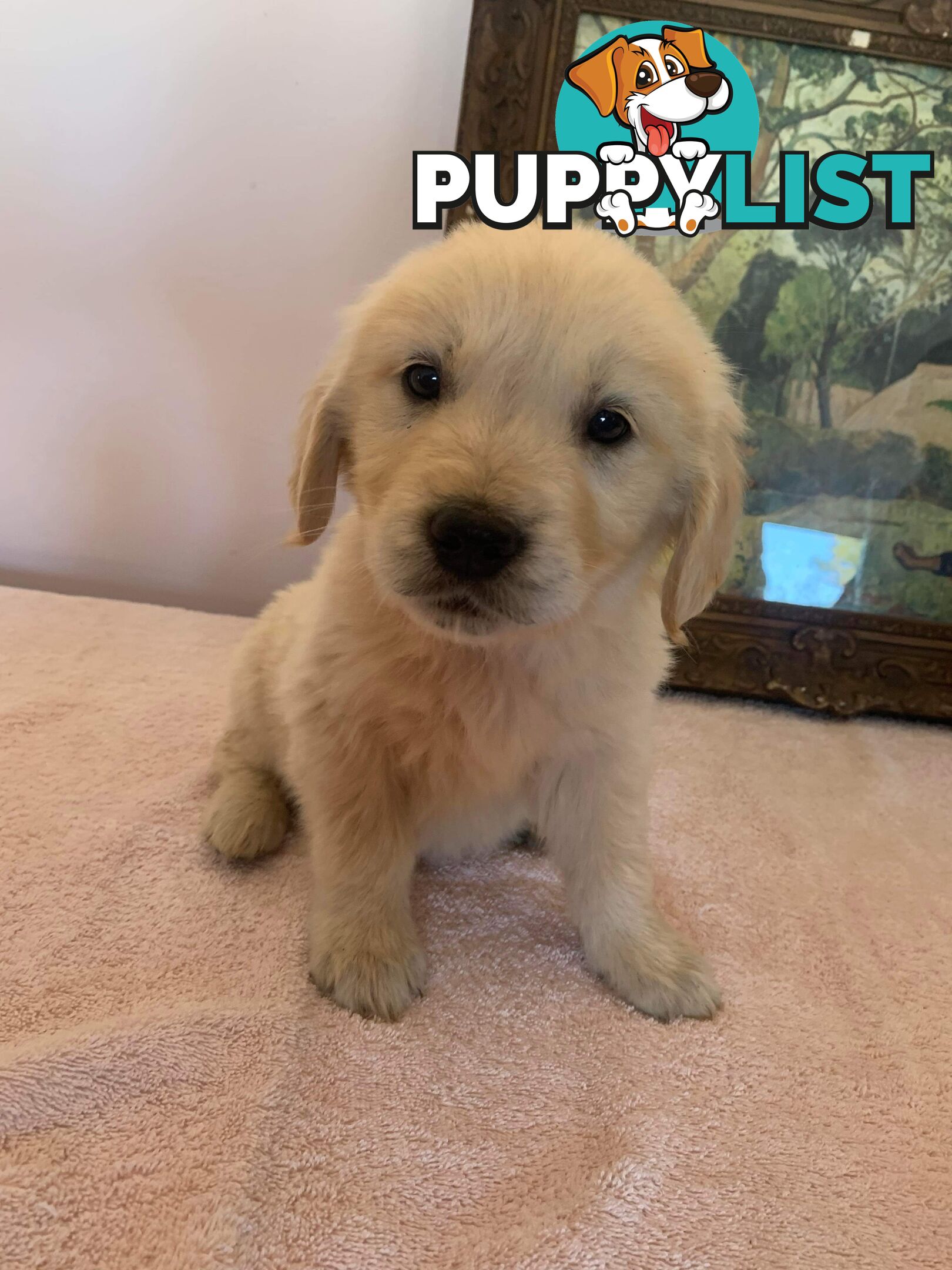 Purebred Golden Retrievers Imported Blood Line