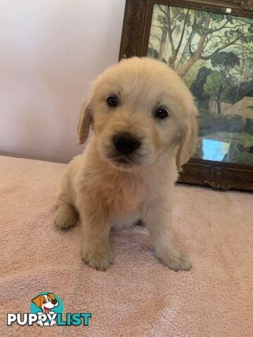Purebred Golden Retrievers Imported Blood Line