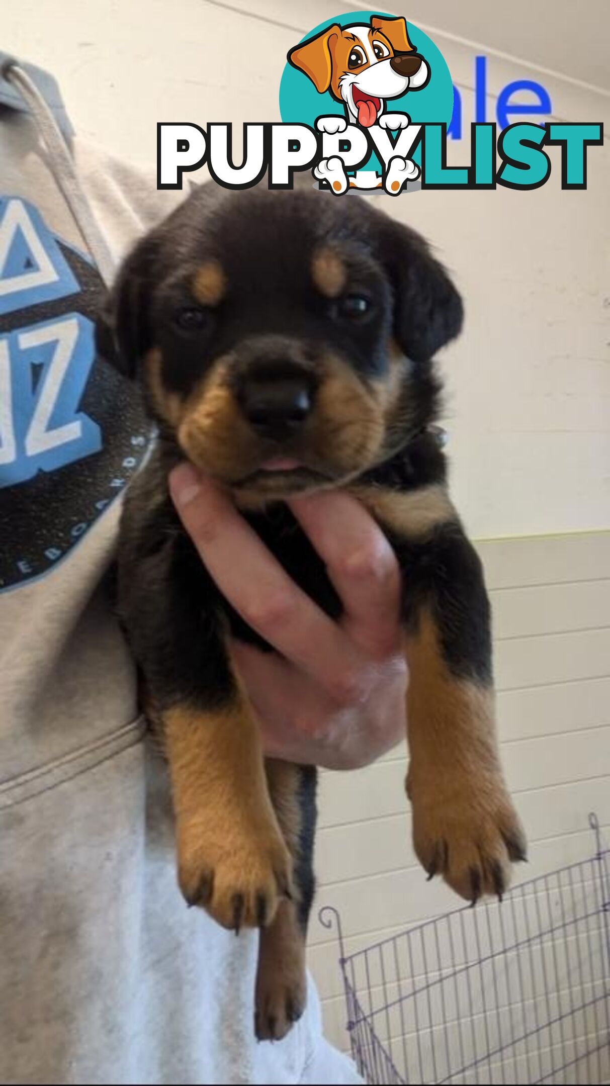 Rottweiler Puppies